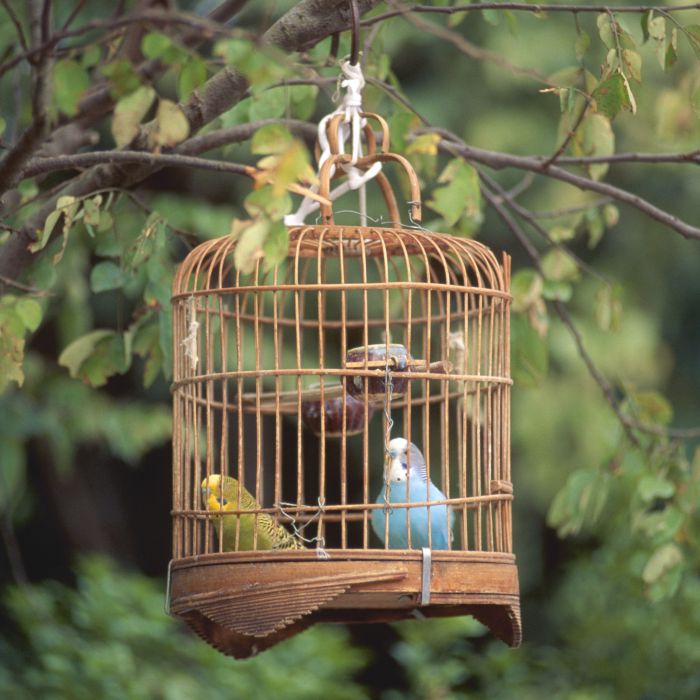 How to make a small bird cage decoration